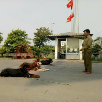 Chăm Sóc Chó Dài Hạn 