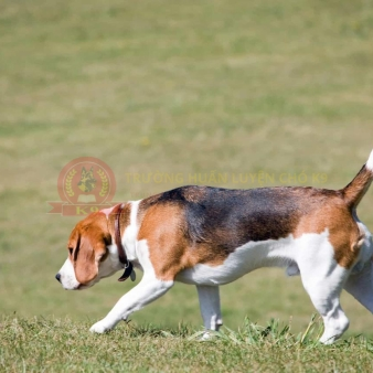 Huấn luyện chó Beagle 