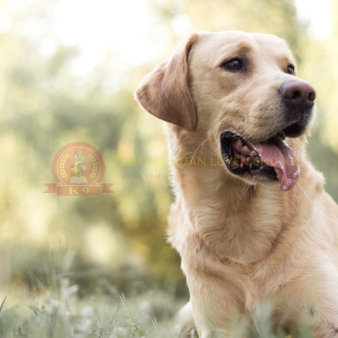 Huấn luyện chó Labrador Retriever 