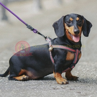 Huấn luyện chó Dachshund (Lạp xưởng) 