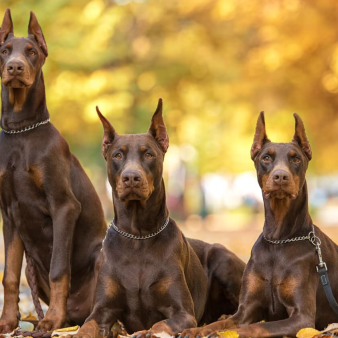 Mua Bán Chó Doberman