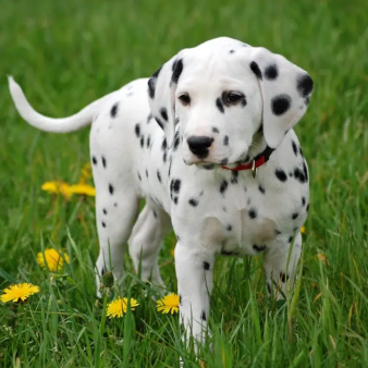 Phối Giống Chó Dalmatian