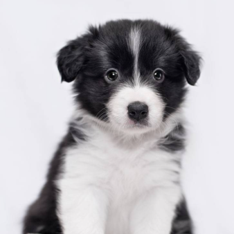 Phối Giống Chó Collie