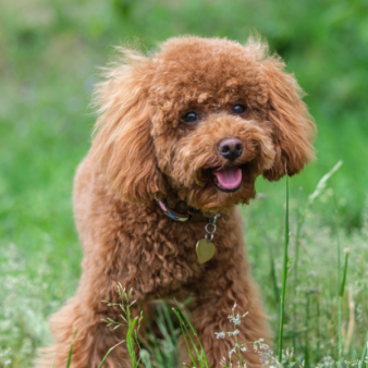 Huấn luyện chó Poodle 