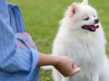 Huấn Luyện Chó Phốc Sóc  