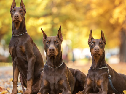 Mua Bán Chó Doberman