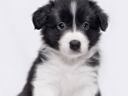 Phối Giống Chó Collie