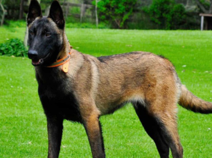 Huấn luyện chó Malinois 