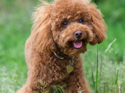 Huấn luyện chó Poodle 