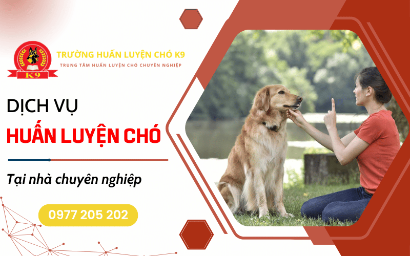 Huấn luyện chó tại nhà – Sửa chó không nghe lời, đi vệ sinh sai chỗ hiệu quả